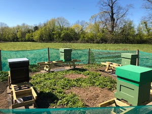 The bees have arrived - Burnham apiary